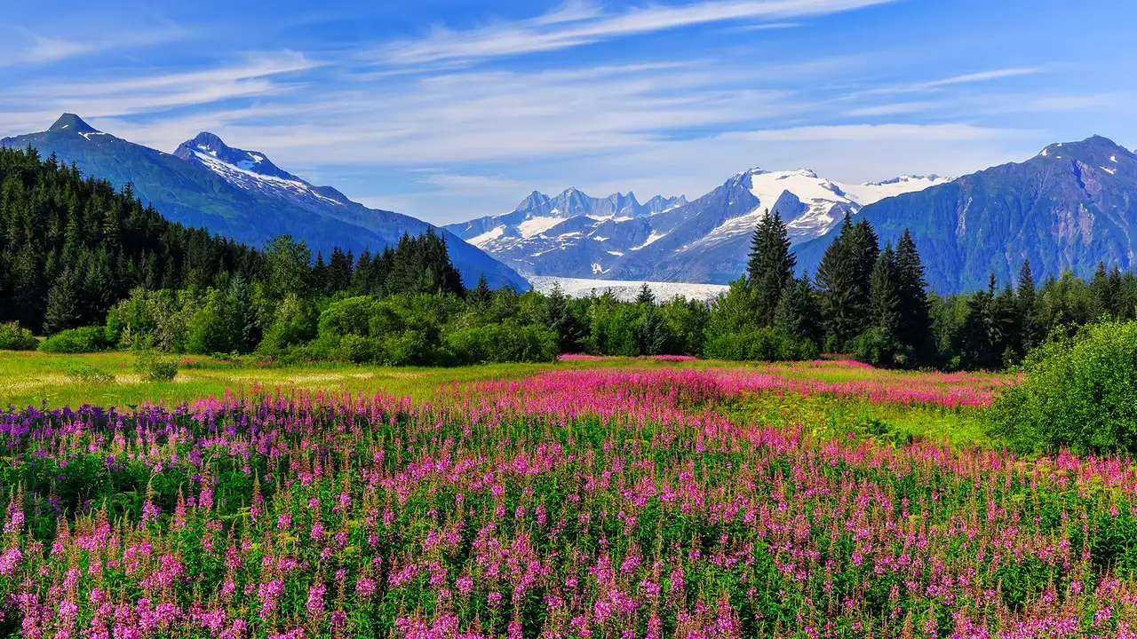 An Alaskan field full of pink flowers