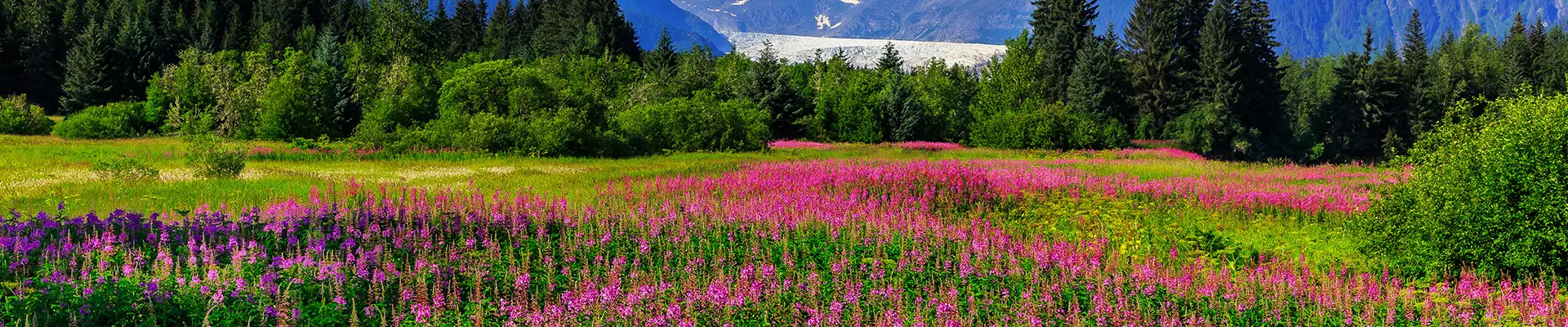 An Alaskan field full of pink flowers