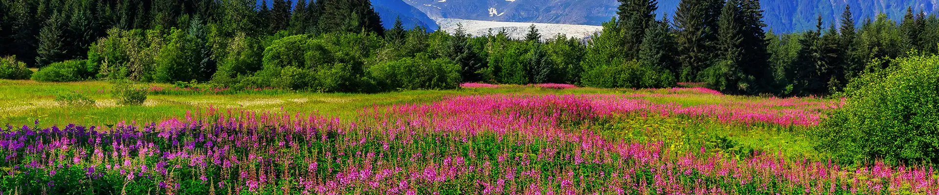 An Alaskan field full of pink flowers