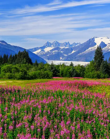 An Alaskan field full of pink flowers