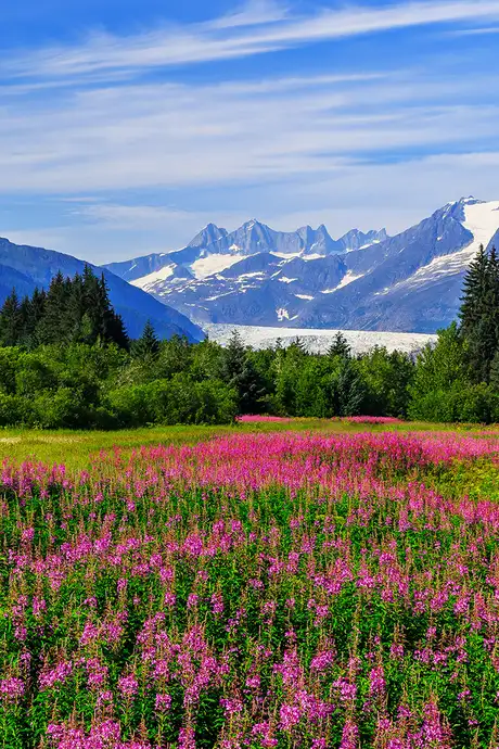 An Alaskan field full of pink flowers
