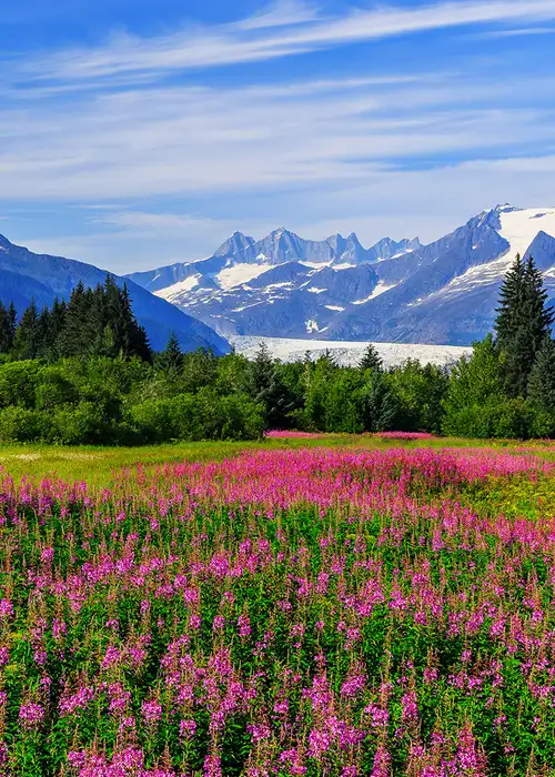 An Alaskan field full of pink flowers