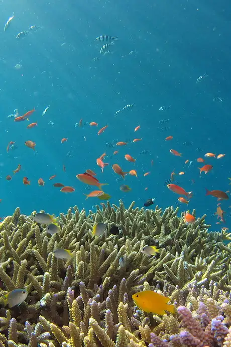A View of a Coral Reef and Fish