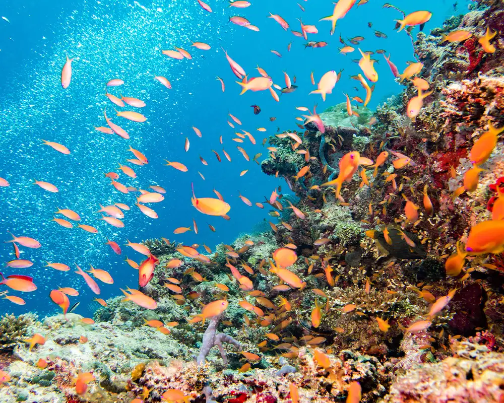A Coral Reef surrounded by fish