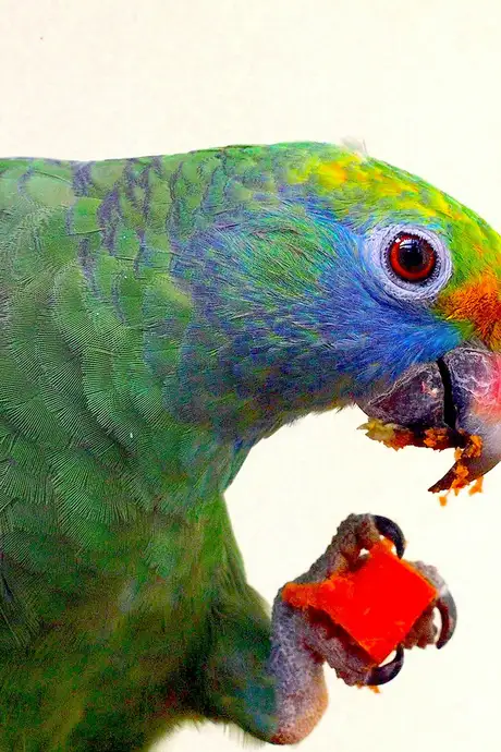 A Bird present in the Kuala Lumpur Bird Park