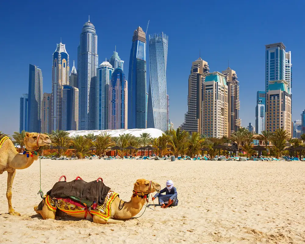 An image of a beach in Dubai. With a man resting with two Camels and the skyline of Dubai in the background