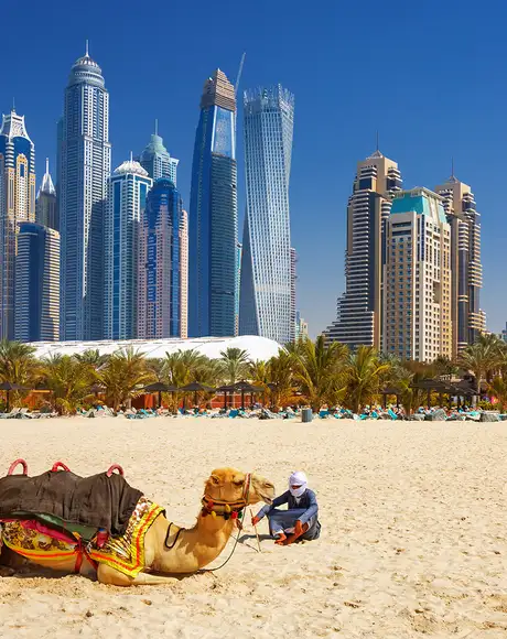 An image of a beach in Dubai. With a man resting with two Camels and the skyline of Dubai in the background