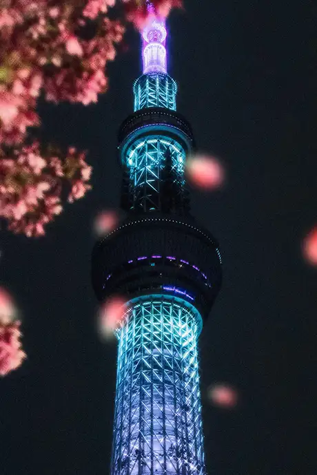 Tokyo skytree at night, with cherry blossoms falling in the foreground