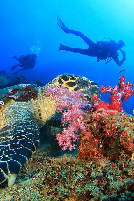 A Scuba Diver watching a Turtle on a Coral Reef