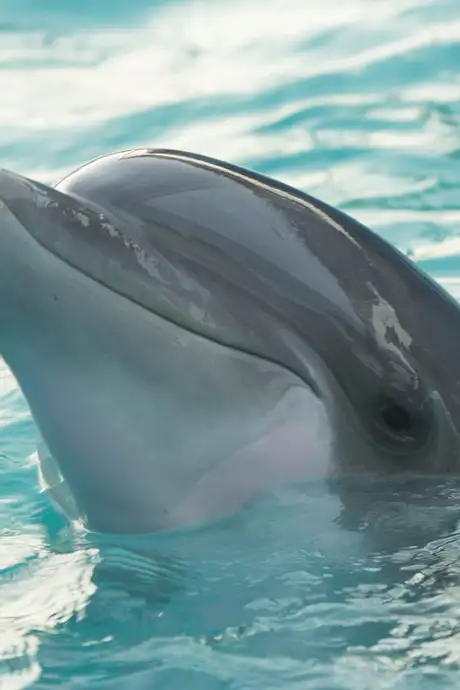 A Dolphin