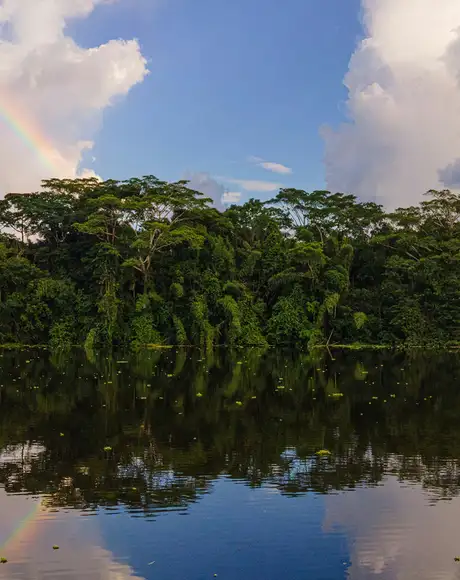 An Image of the Amazon River in the Amazon Rainforest