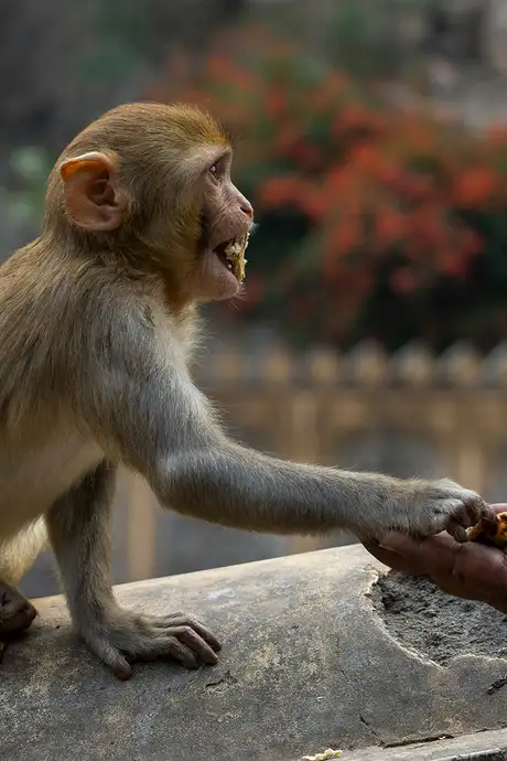 A monkey at the Monkey Temple, Galtaji, in Jaipur
