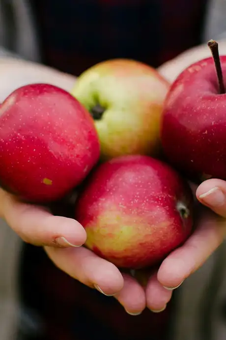 A Person holding apples