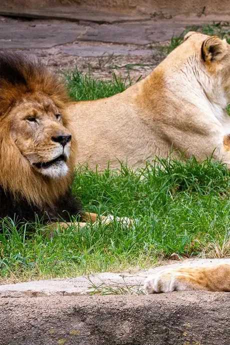 Lions in Memphis Zoo