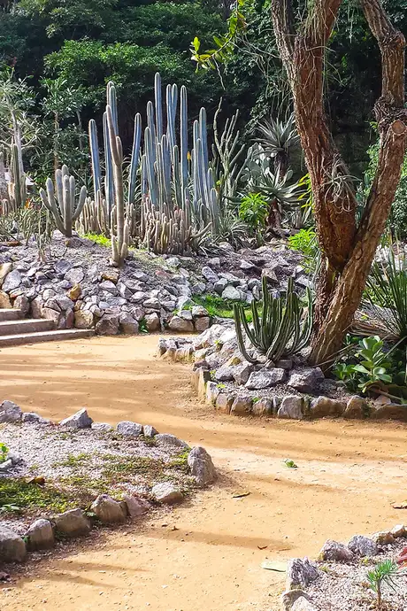 The Rio De Janeiro Botanical Garden