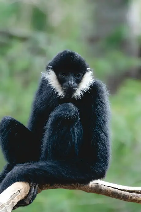 A Monkey in Nashville Zoo