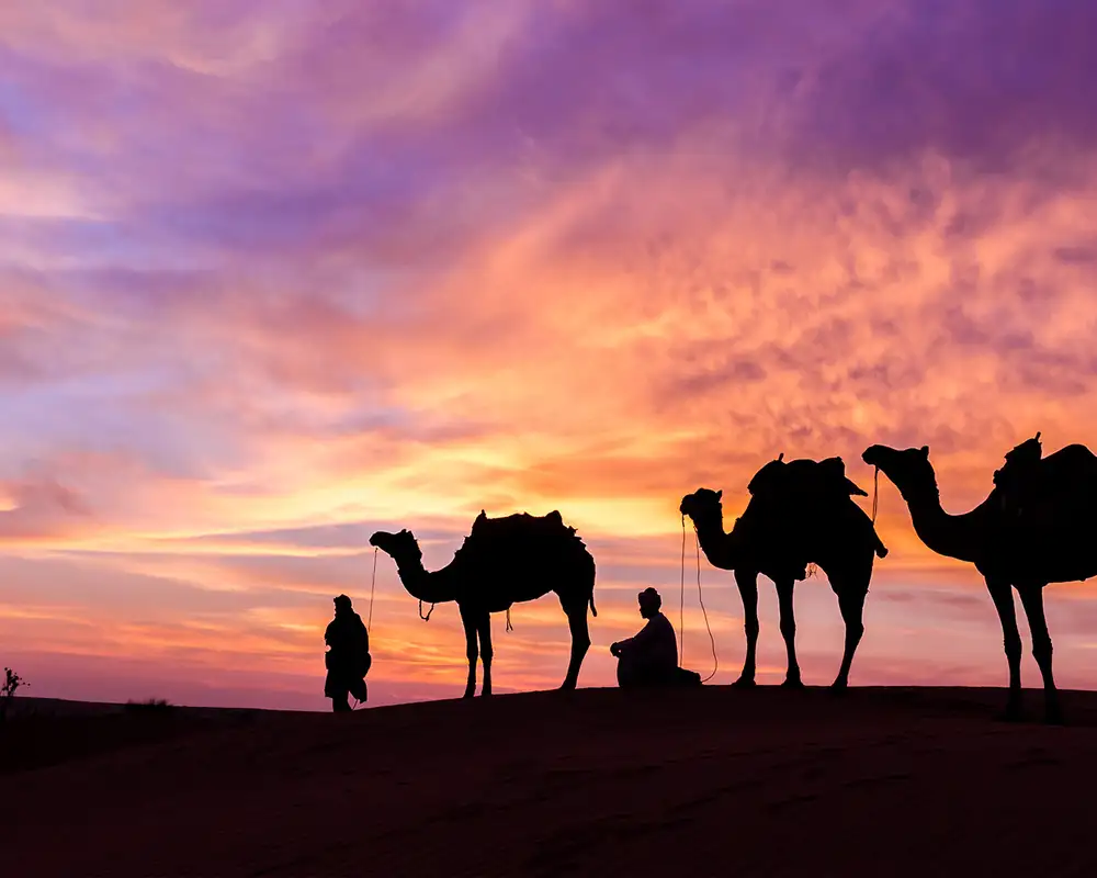 People and camels in a desert at sunset