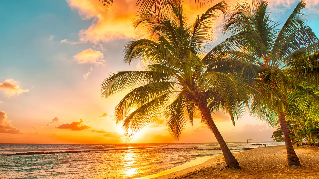 A beach with palm trees at sunset