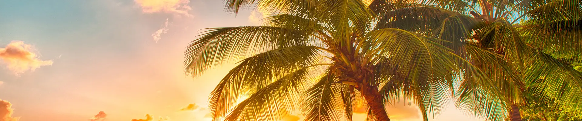 A beach with palm trees at sunset