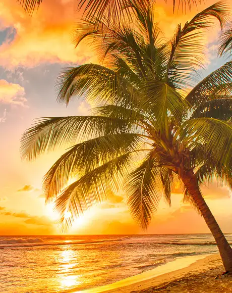 A beach with palm trees at sunset