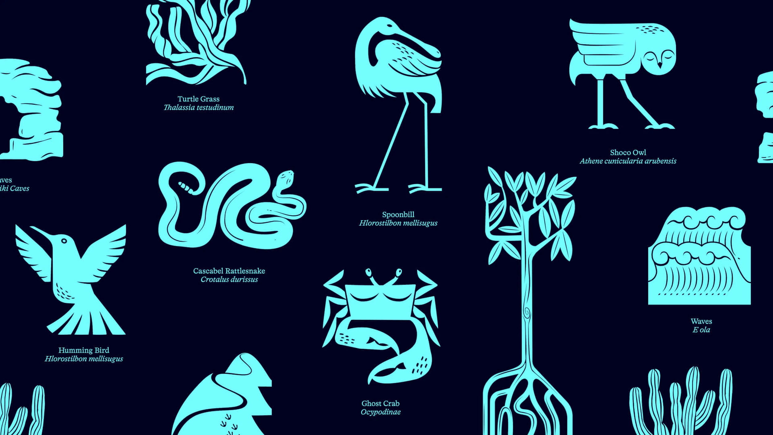 How&How: Part of the branding for Aruba Conservation Foundation