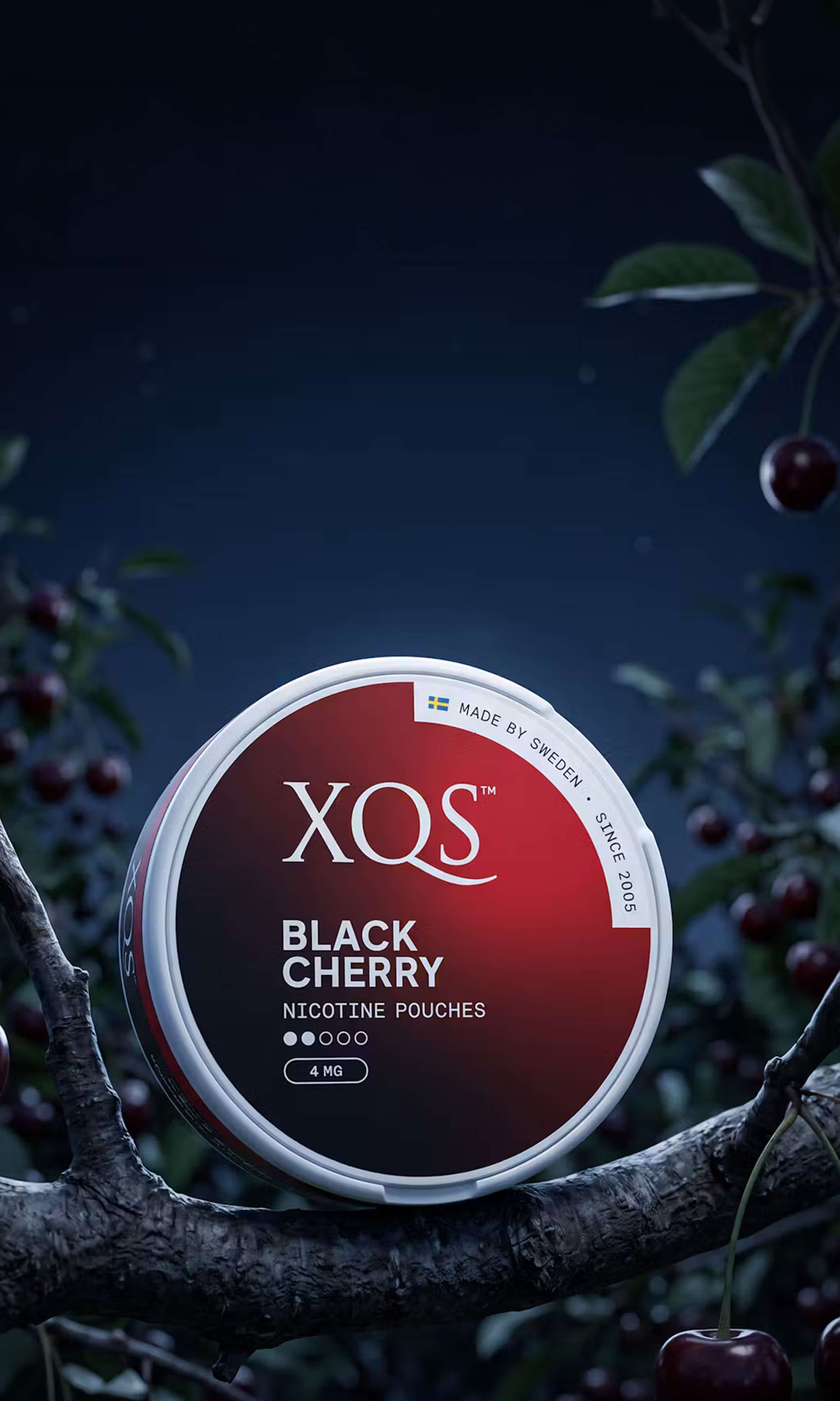 A round can of XQS Black Cherry nicotine pouches on a tree branch with cherries against a dark background.