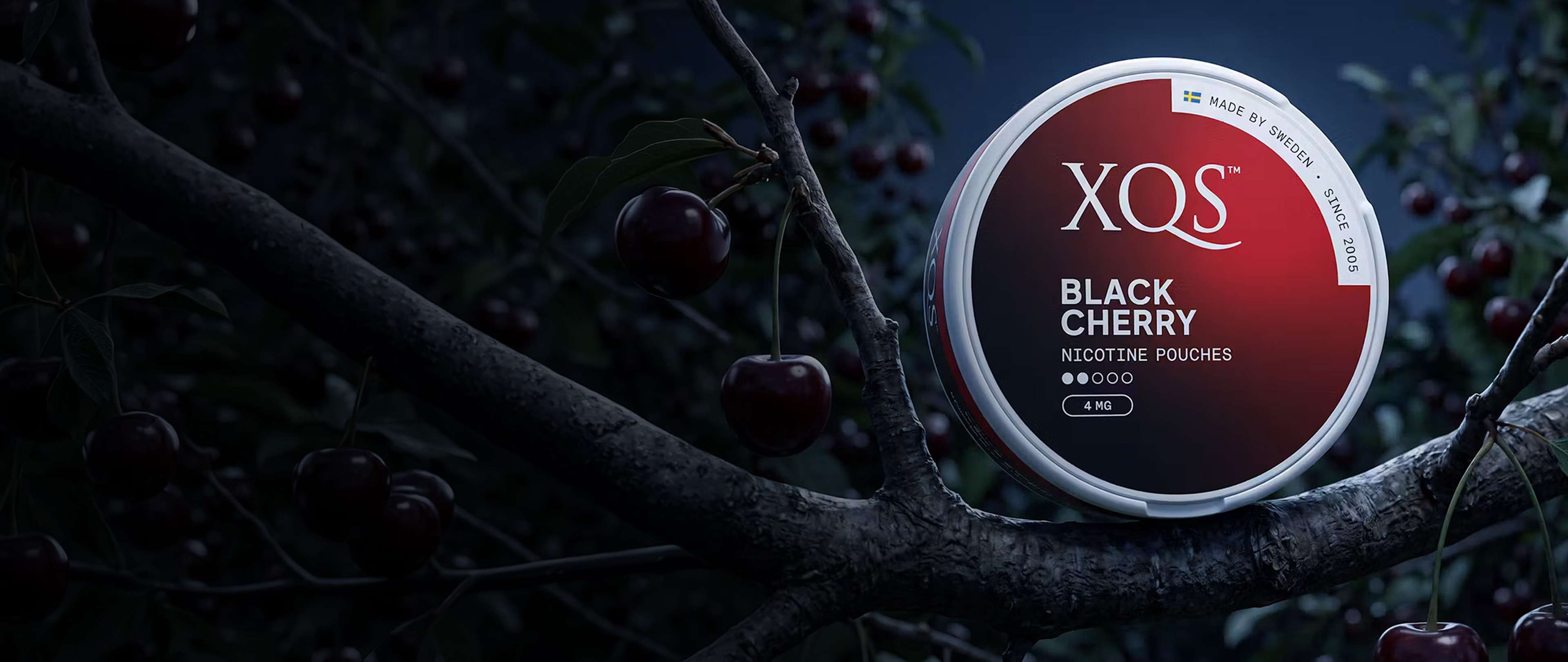 A can of XQS Black Cherry nicotine pouches rests on a cherry tree branch surrounded by ripe cherries in dim lighting.