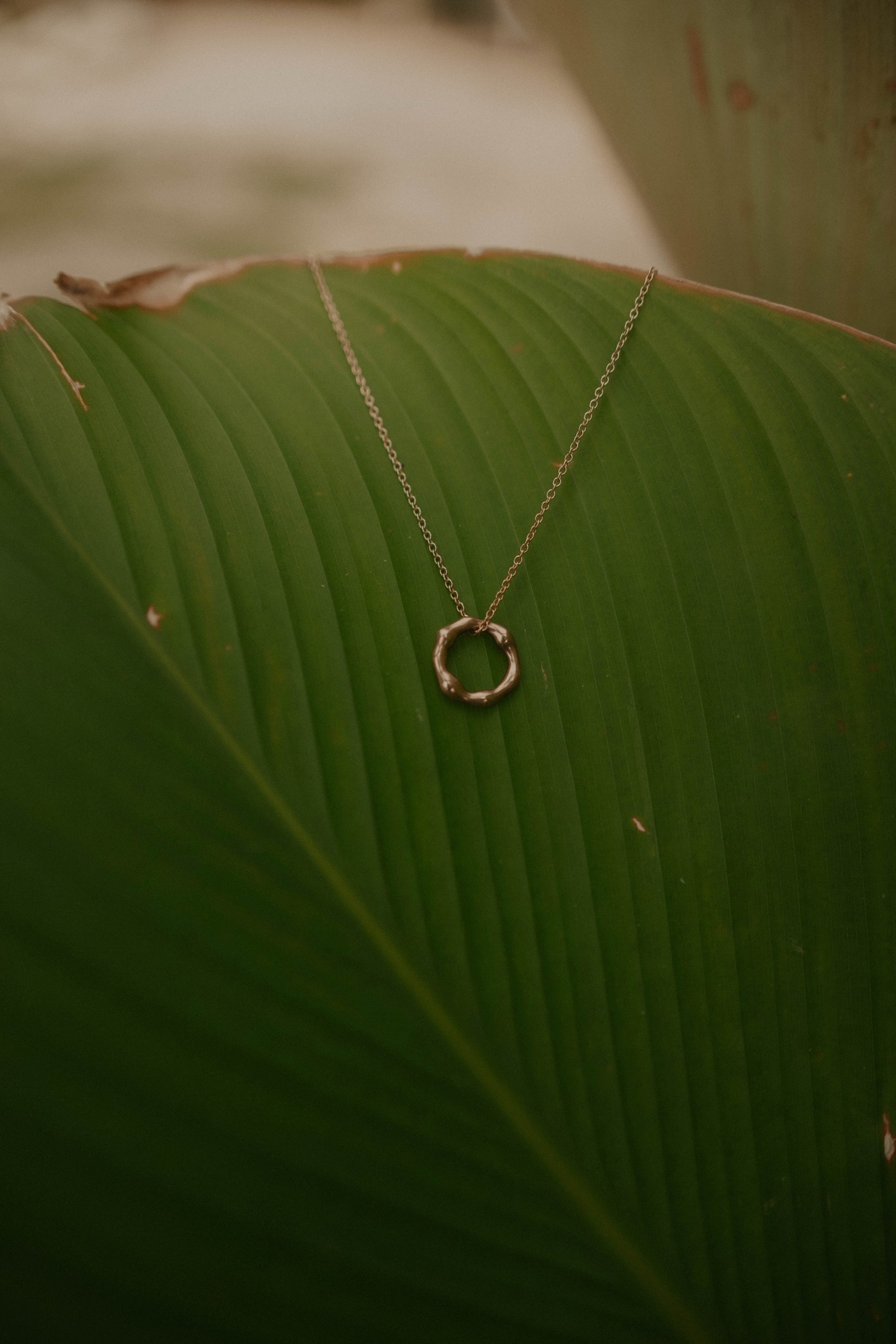A delicate gold necklace with a irregular circular pendant rests on a large, textured green leaf.