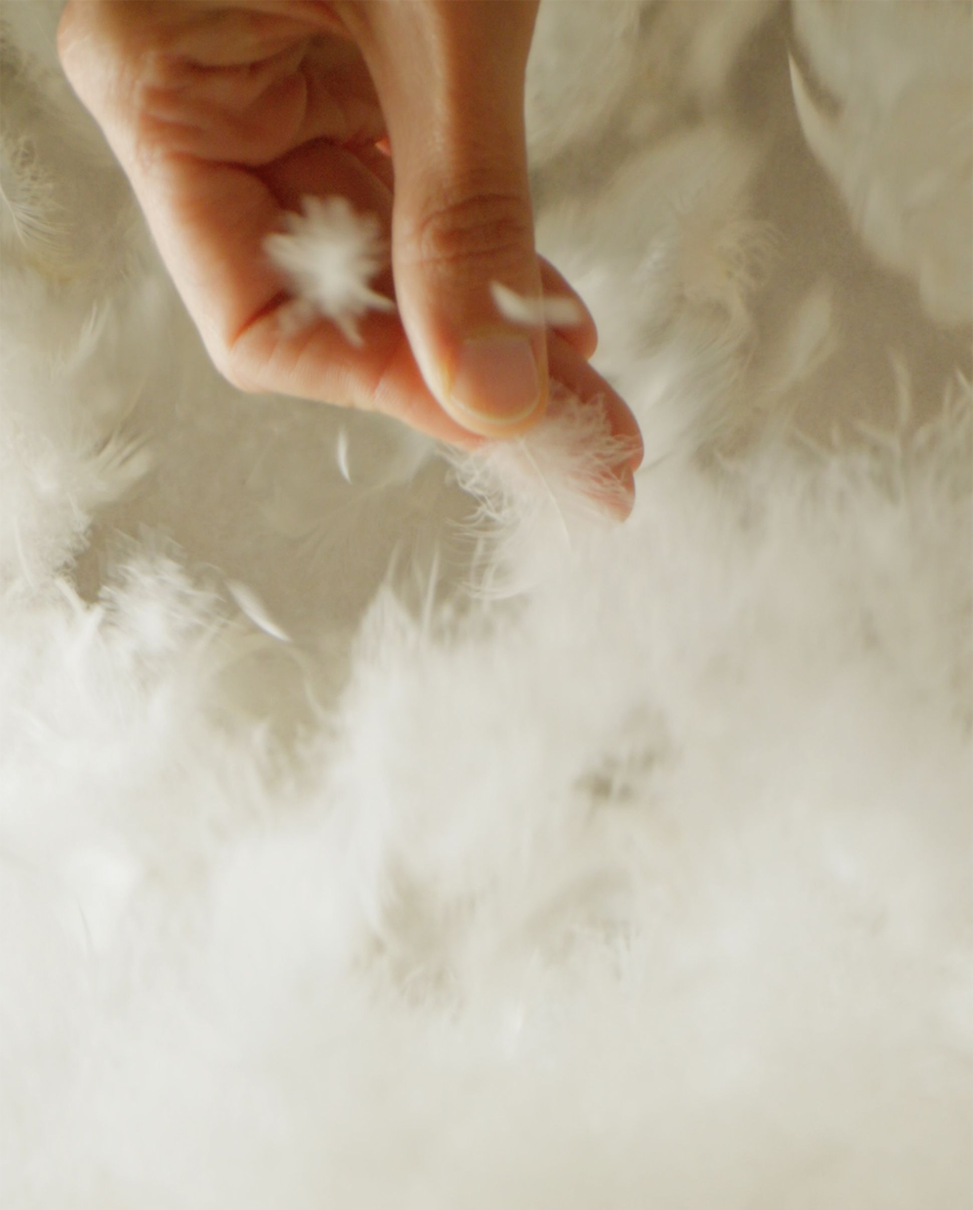 zoom sur le garnissage de la literie naturelle en duvet de canard
