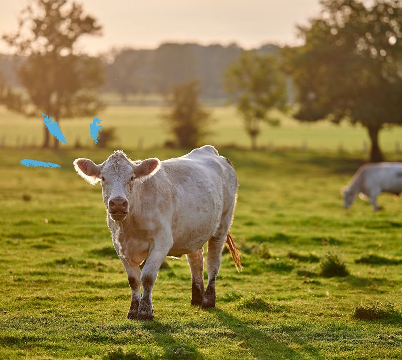 Mucca che cammina su un prato al sole