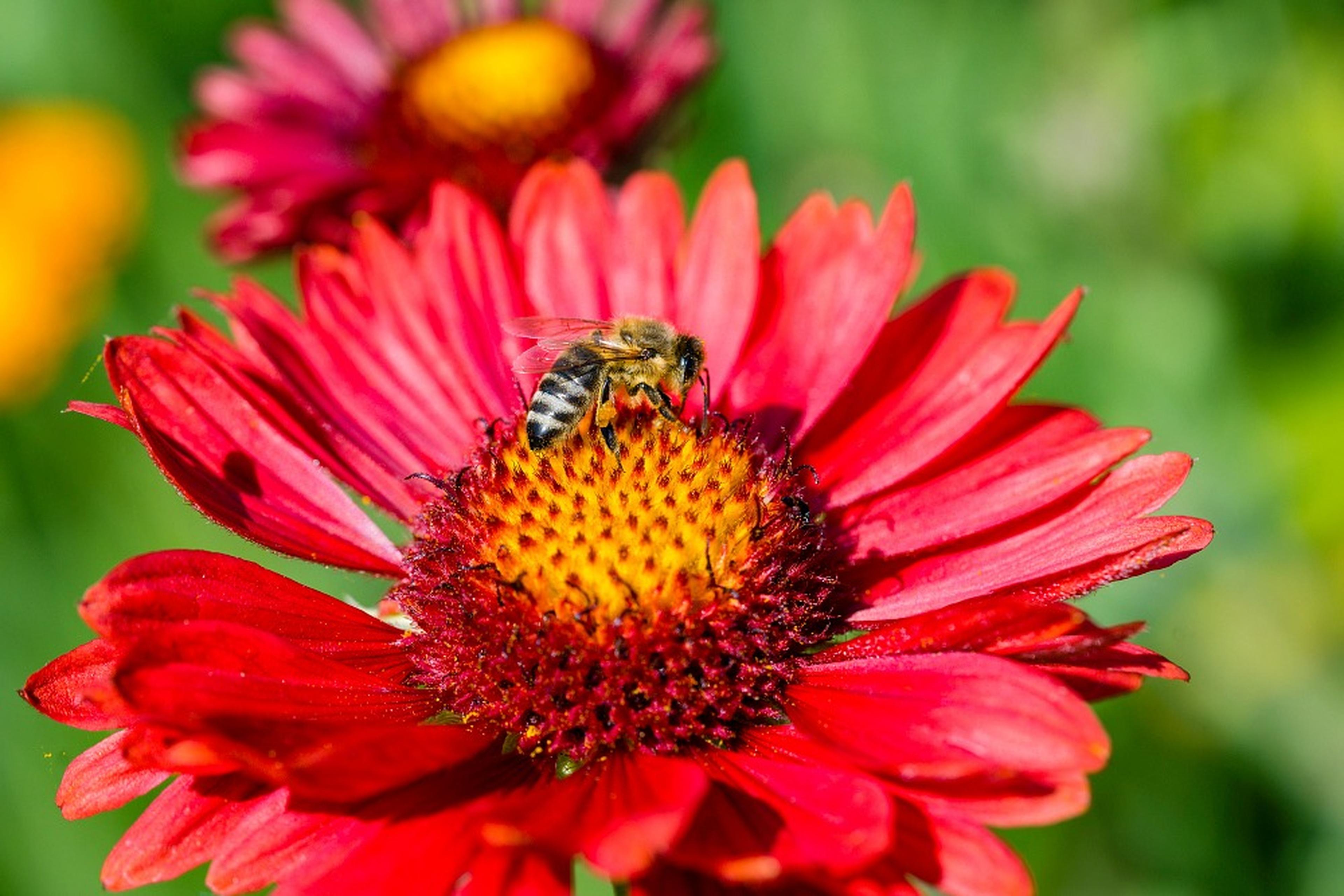 Biene auf roter Blüte