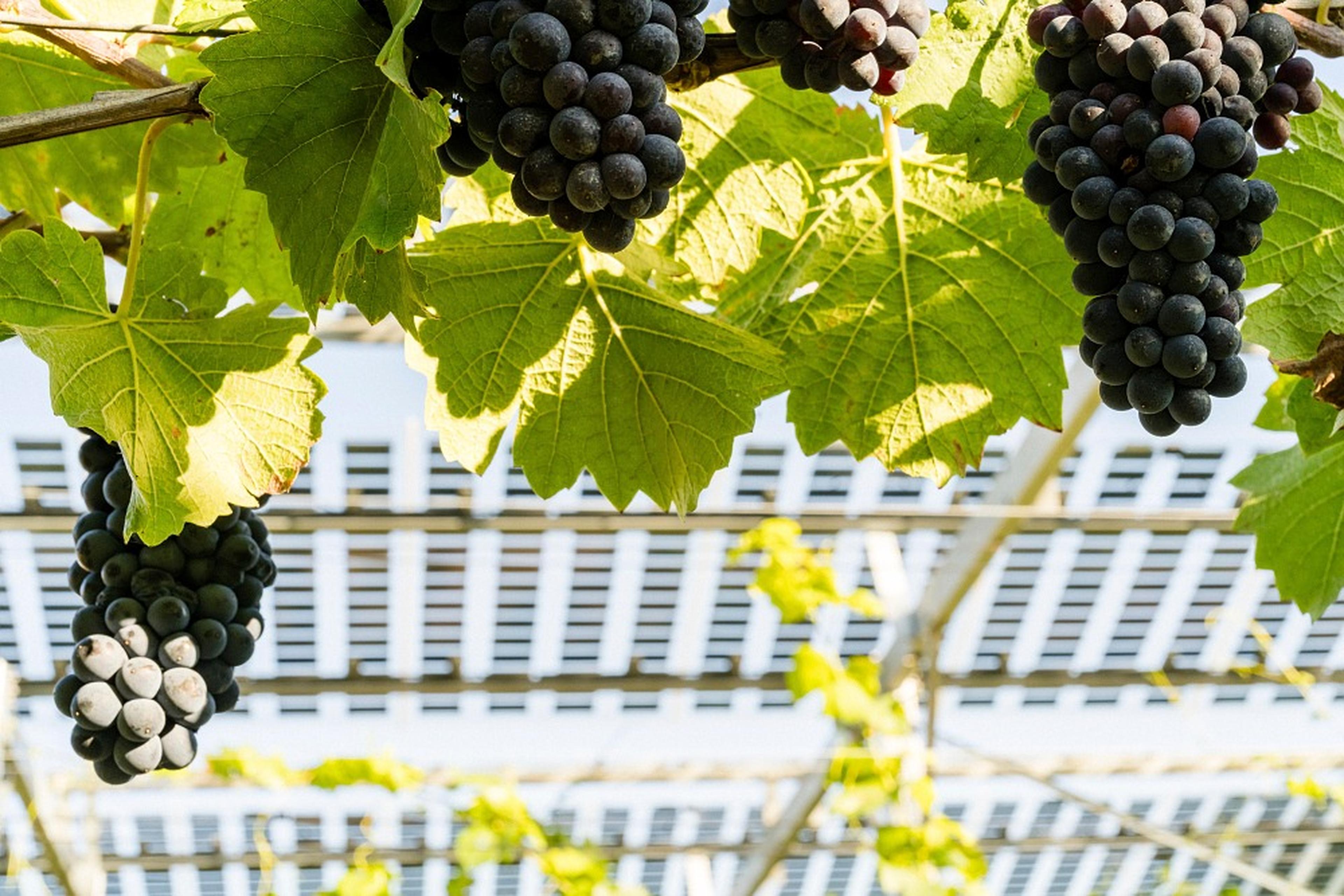 Photovoltaik-Module über Weinreben, Weintrauben im Vordergrund