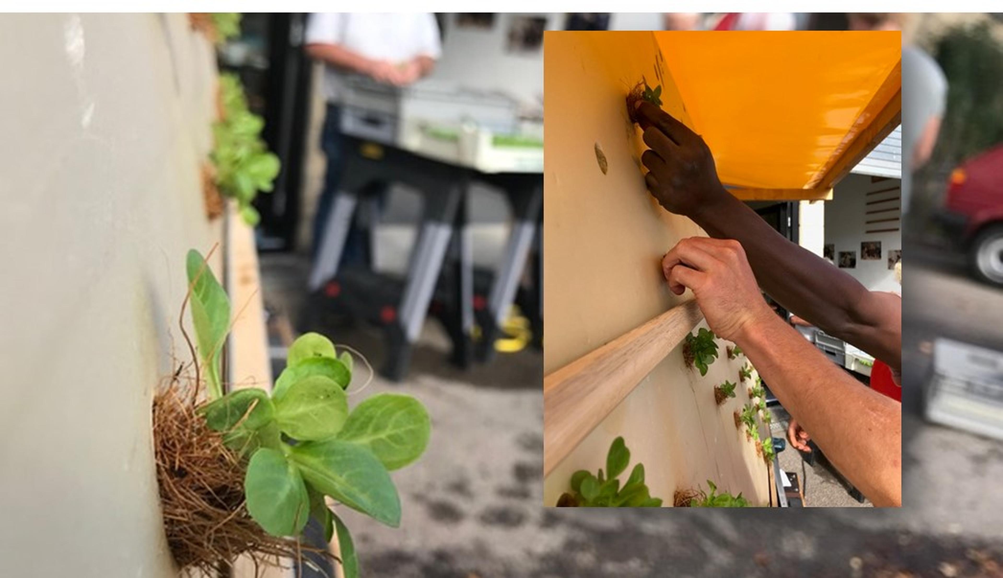 Nahaufnahme kleiner Pflanzen, die in einem vertikalen Garten wachsen und von Händen gepflegt werden. Im Hintergrund ist eine Außenanlage mit Menschen und Geräten zu sehen.