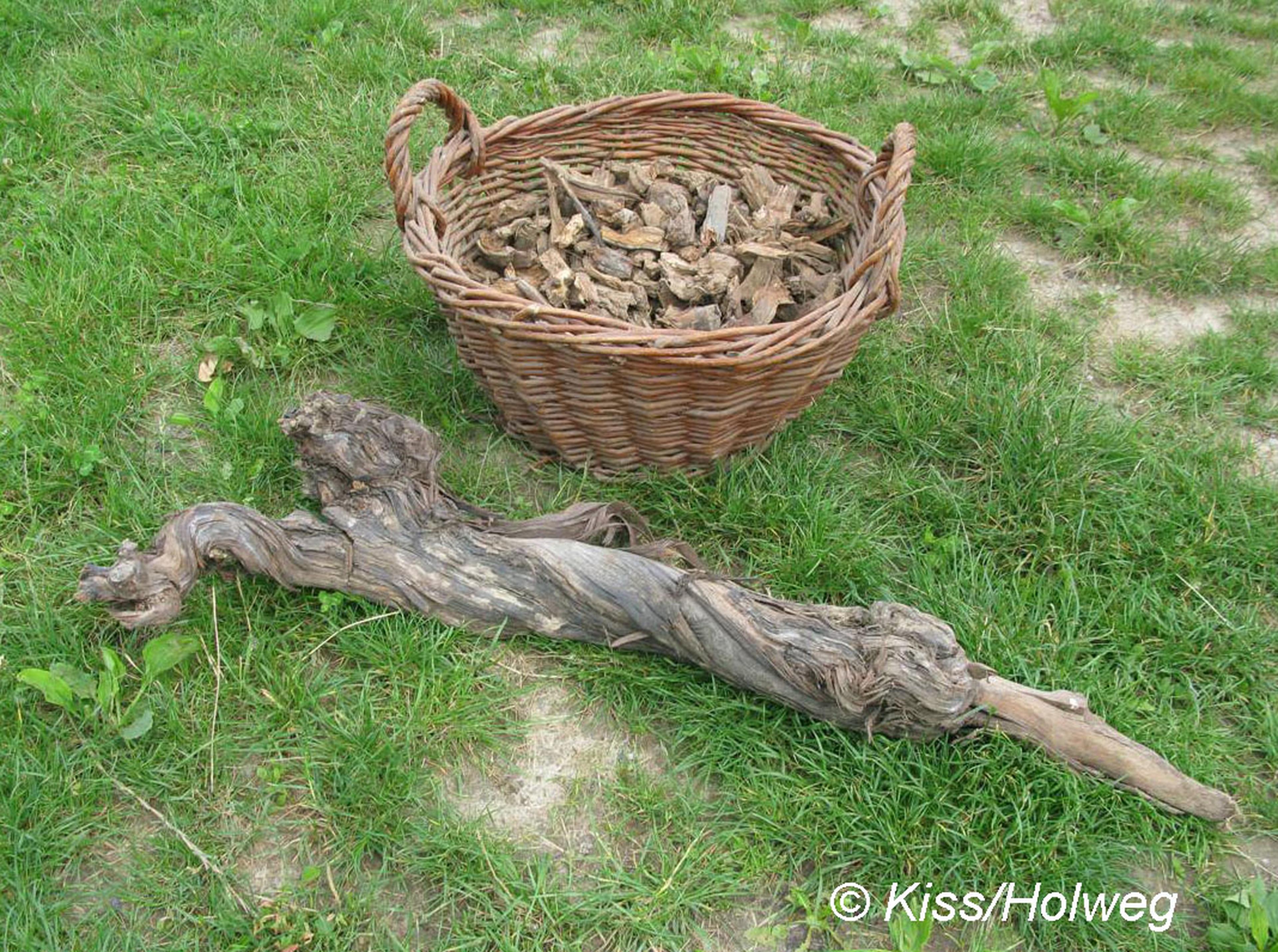 A wicker basket filled with dried root pieces on grass, next to a large, twisted vine root.
