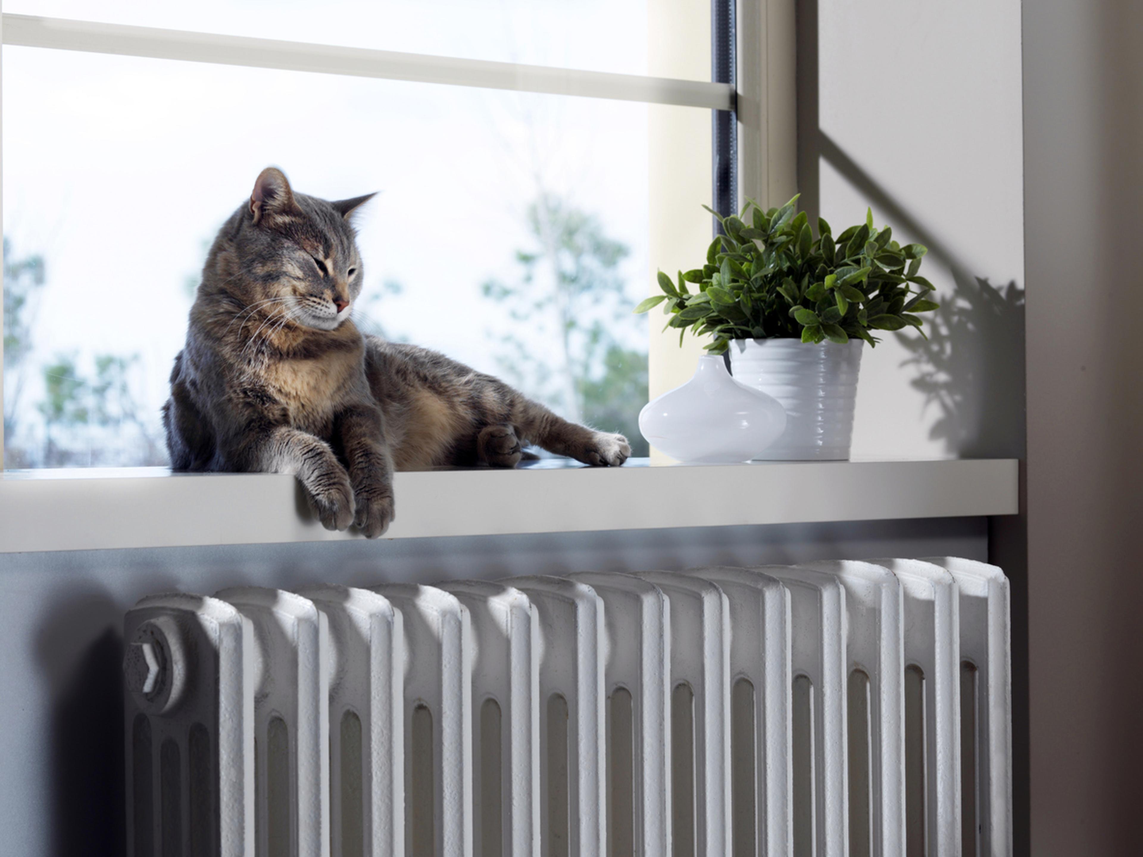 Eine graue Katze liegt auf der Fensterbank über einem weißen Heizkörper, neben einer grünen Topfpflanze, während Sonnenlicht durch das Fenster scheint.