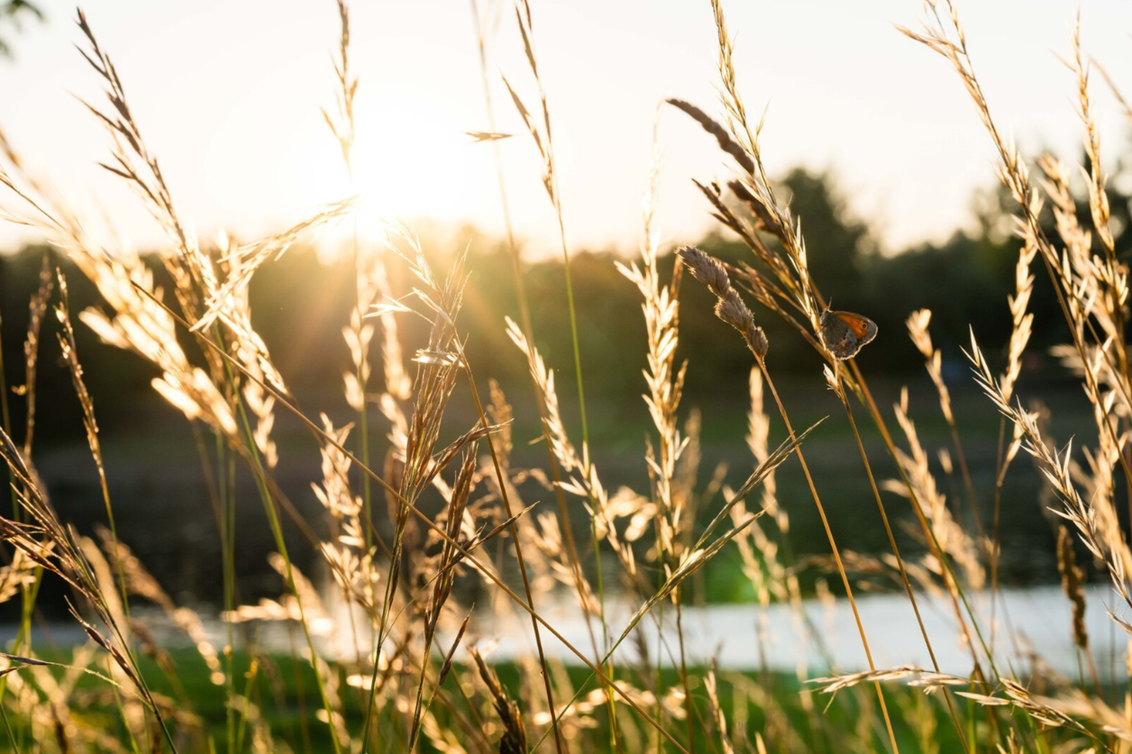 Weizenhalme mit Schmetterling bei Sonnenschein