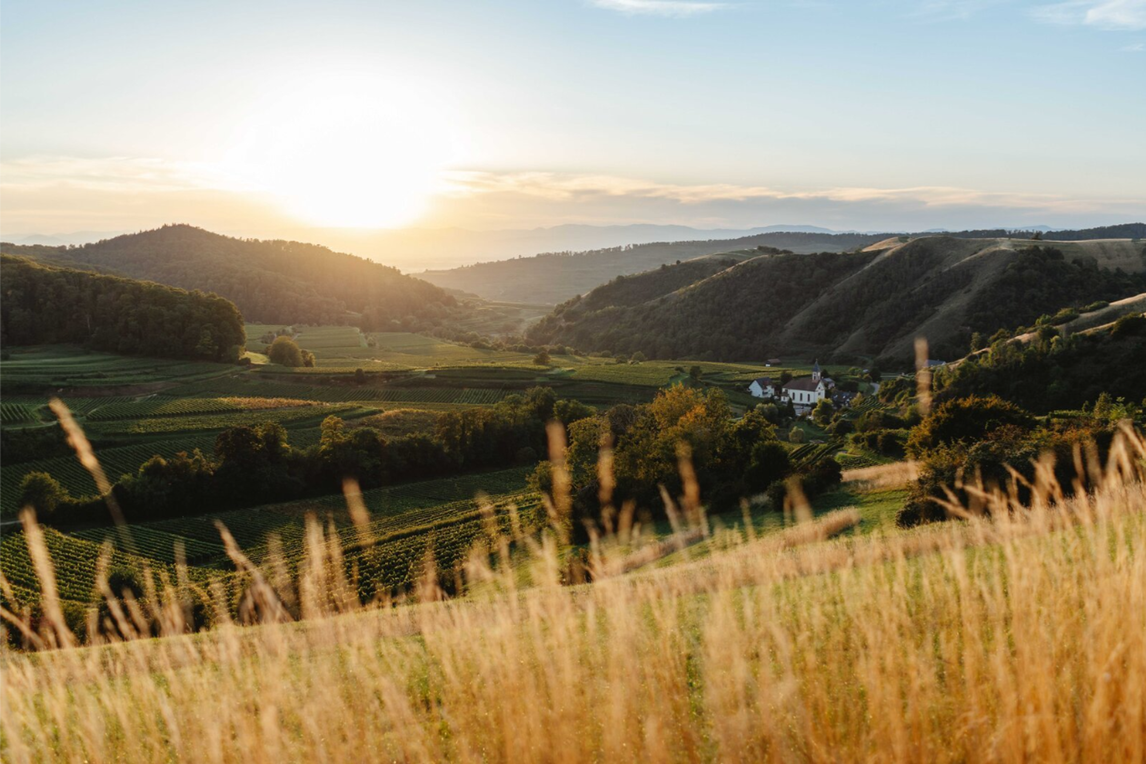 Sonnenuntergang über sanften Hügeln und saftig grünen Feldern mit einem Bauernhaus in der Ferne, eingerahmt von hohen goldenen Gräsern im Vordergrund.