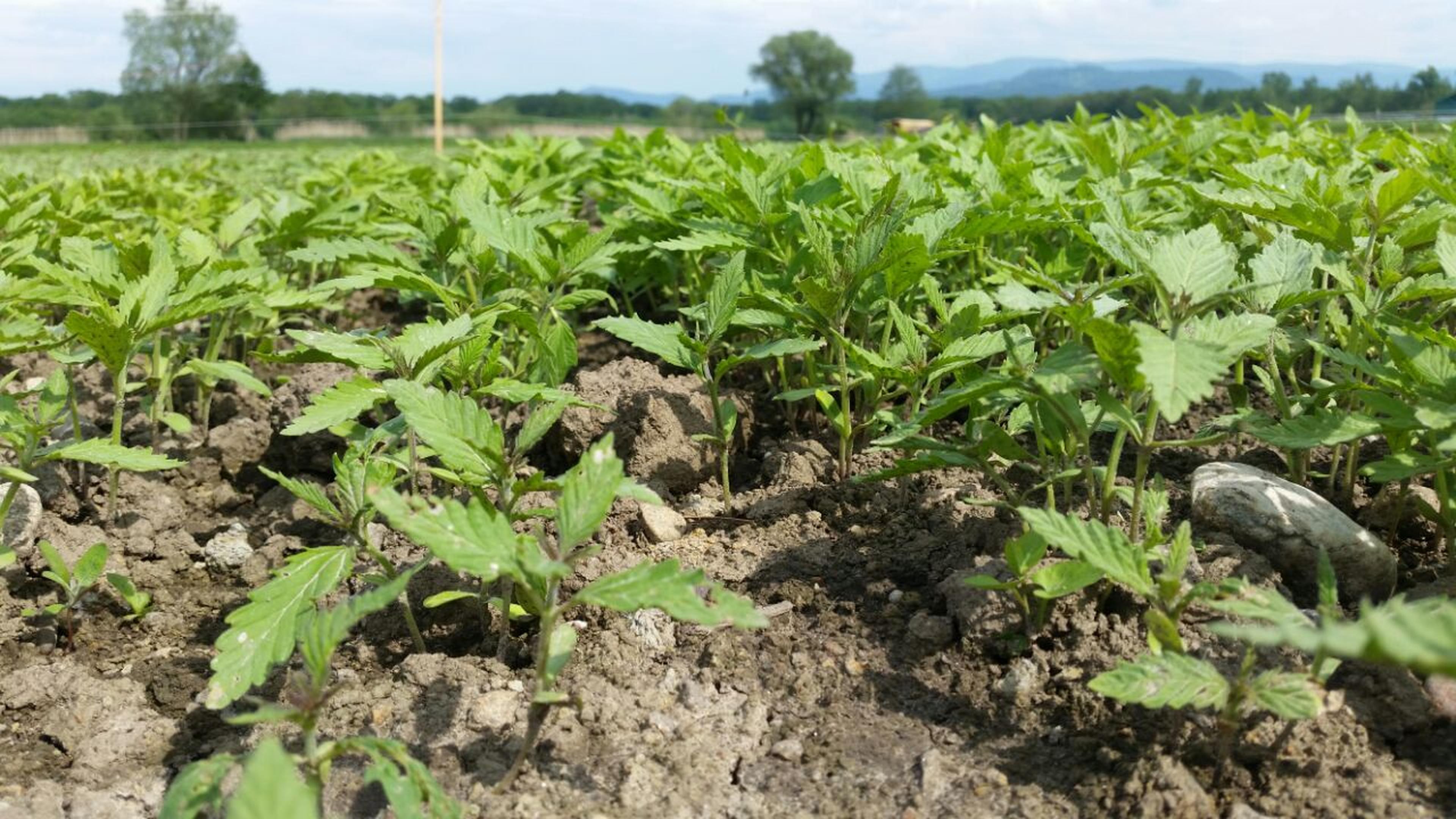Nahaufnahme junger grüner Pflanzen, die auf einem Feld wachsen, mit klarem Himmel und entfernten Bäumen und Bergen im Hintergrund.