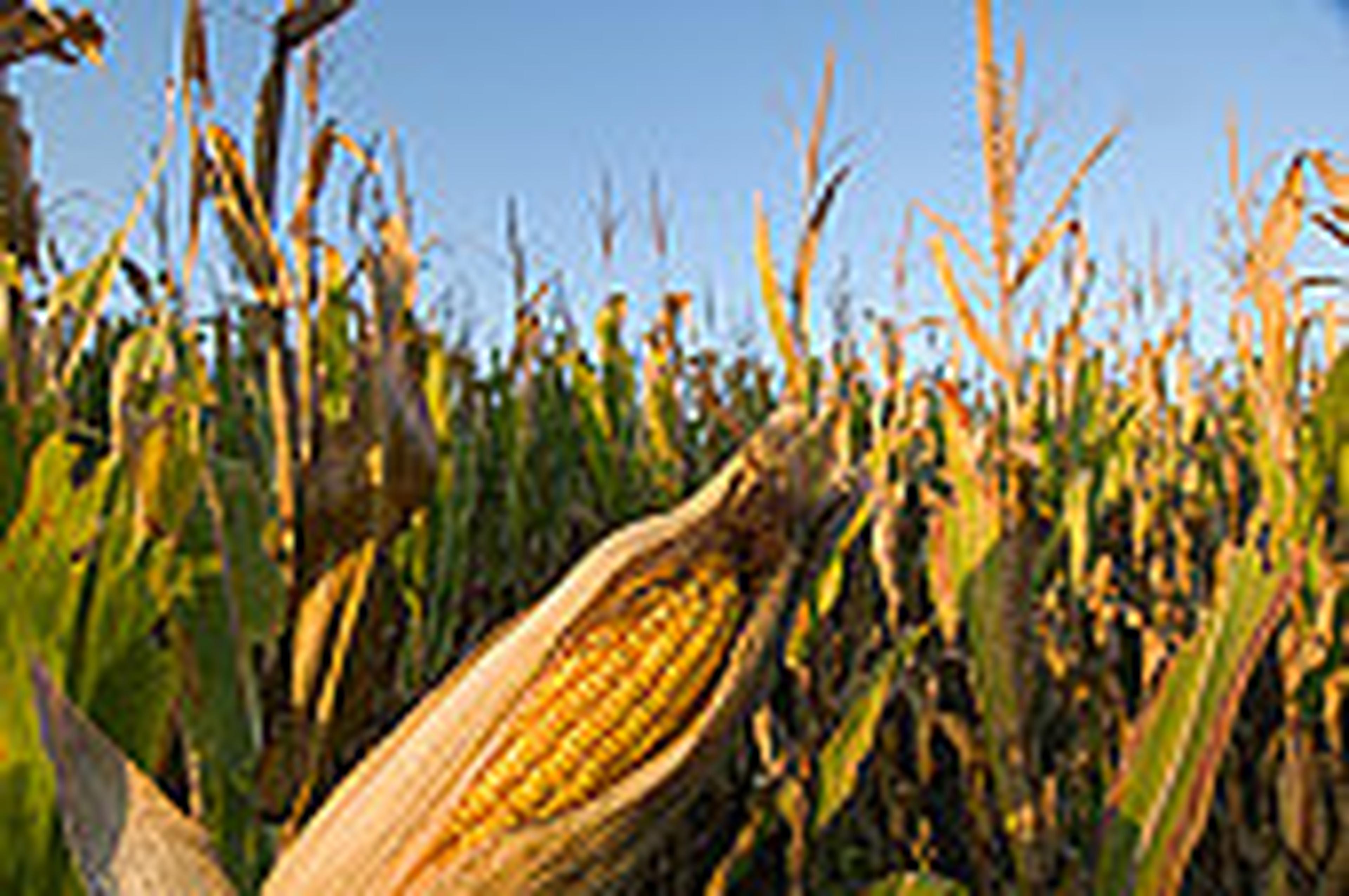 Nahaufnahme eines reifen Maiskolbens auf einem Feld unter strahlend blauem Himmel, umgeben von vertrockneten Maisstängeln.