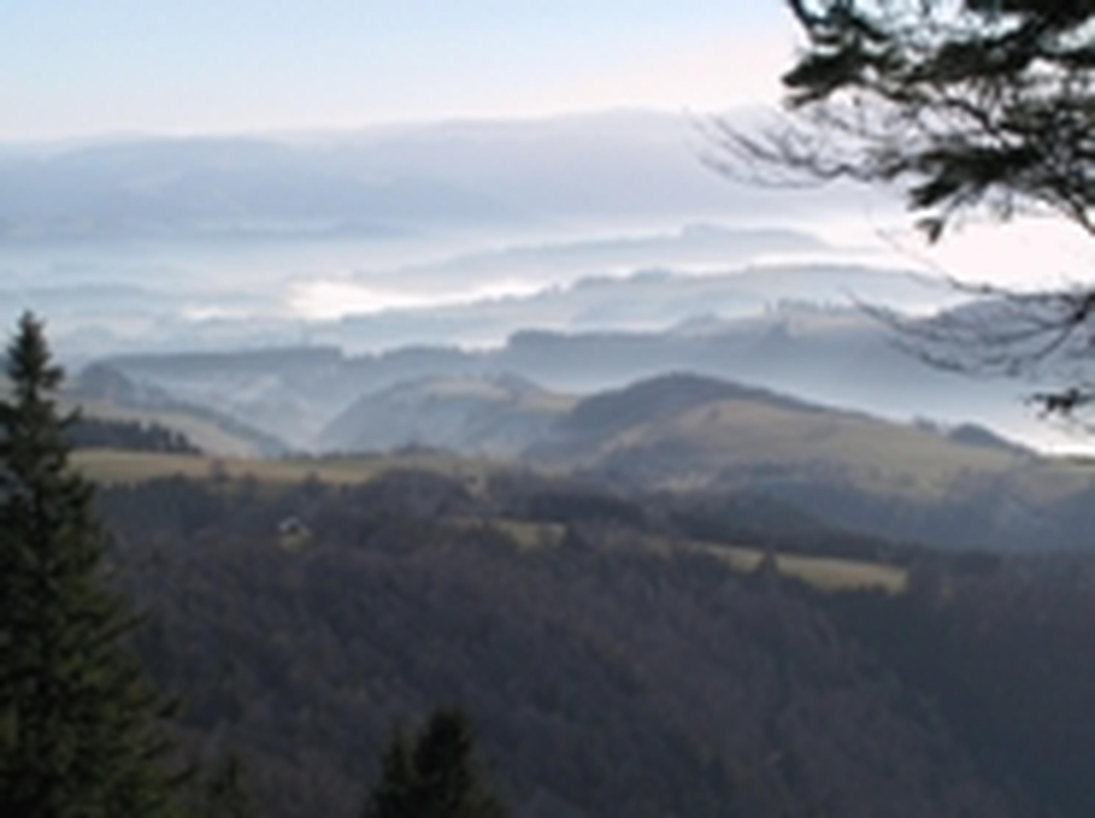 Eine neblige Berglandschaft mit sanften Hügeln, vereinzelten Bäumen und einem dunstigen Himmel, eingerahmt von immergrünen Zweigen im Vordergrund.