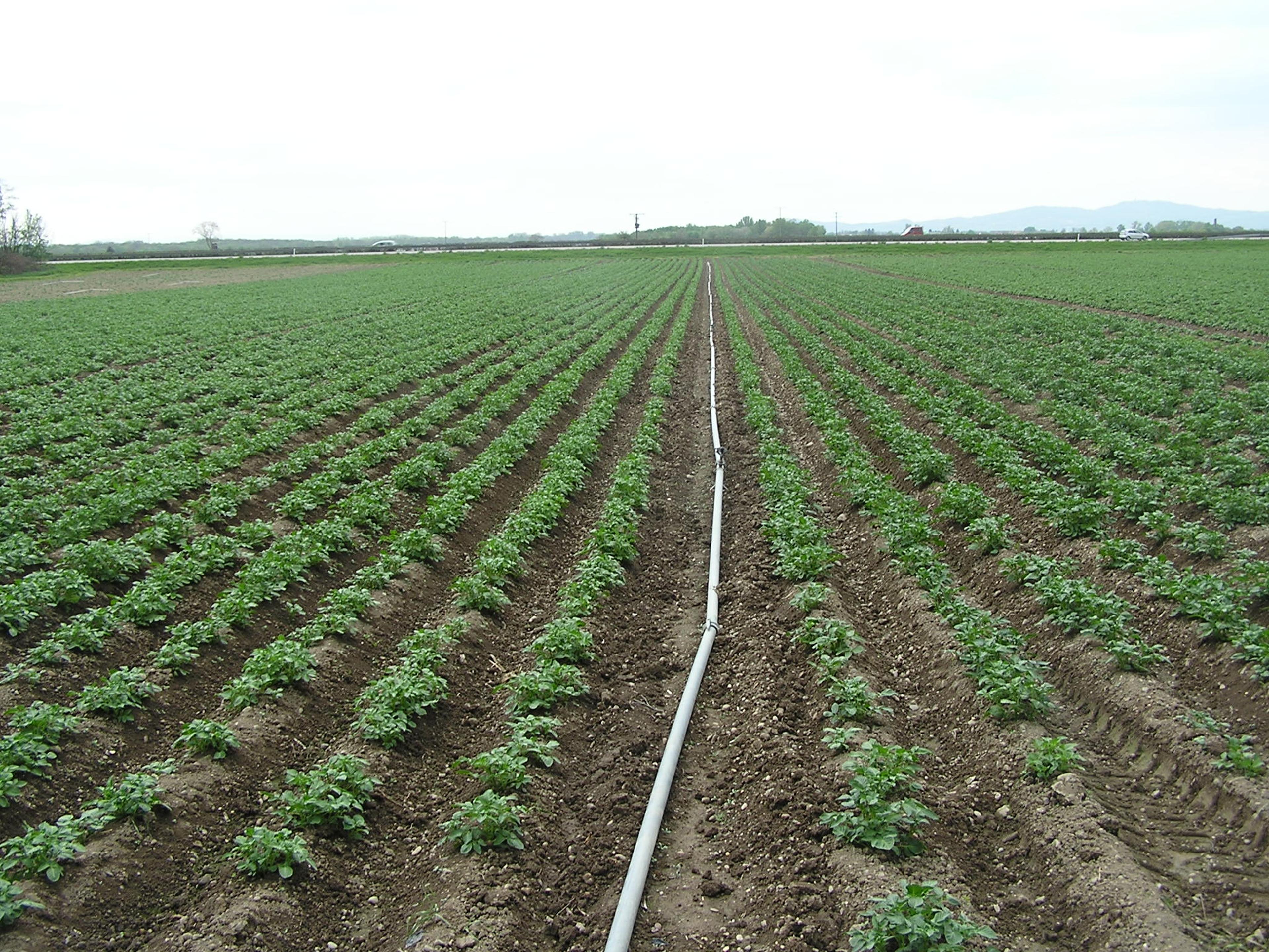 Ein weitläufiges Feld mit ordentlichen Reihen junger grüner Pflanzen und einem Bewässerungsrohr, das unter bewölktem Himmel durch die Mitte verläuft.