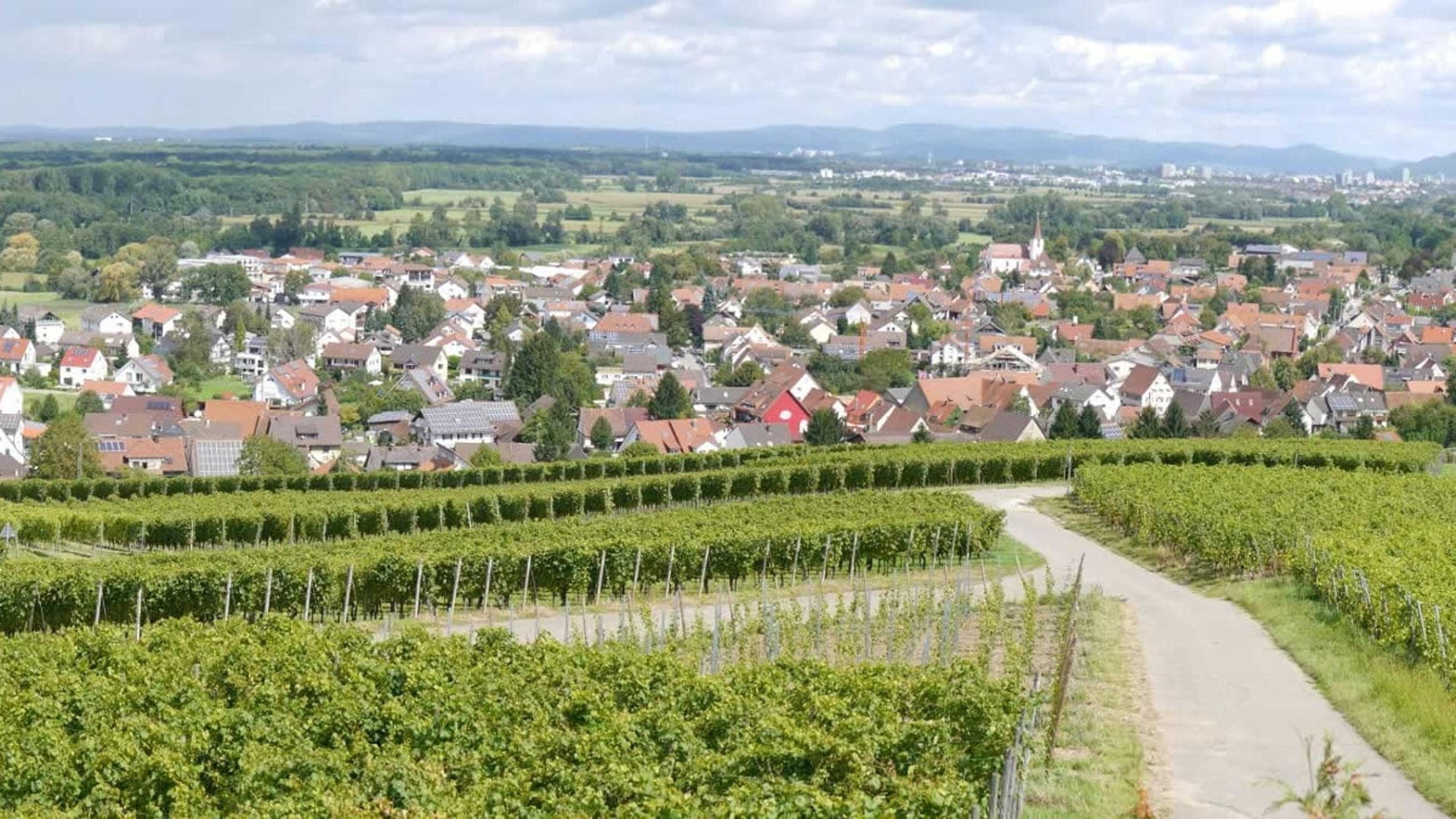 Blick über Schallstadt