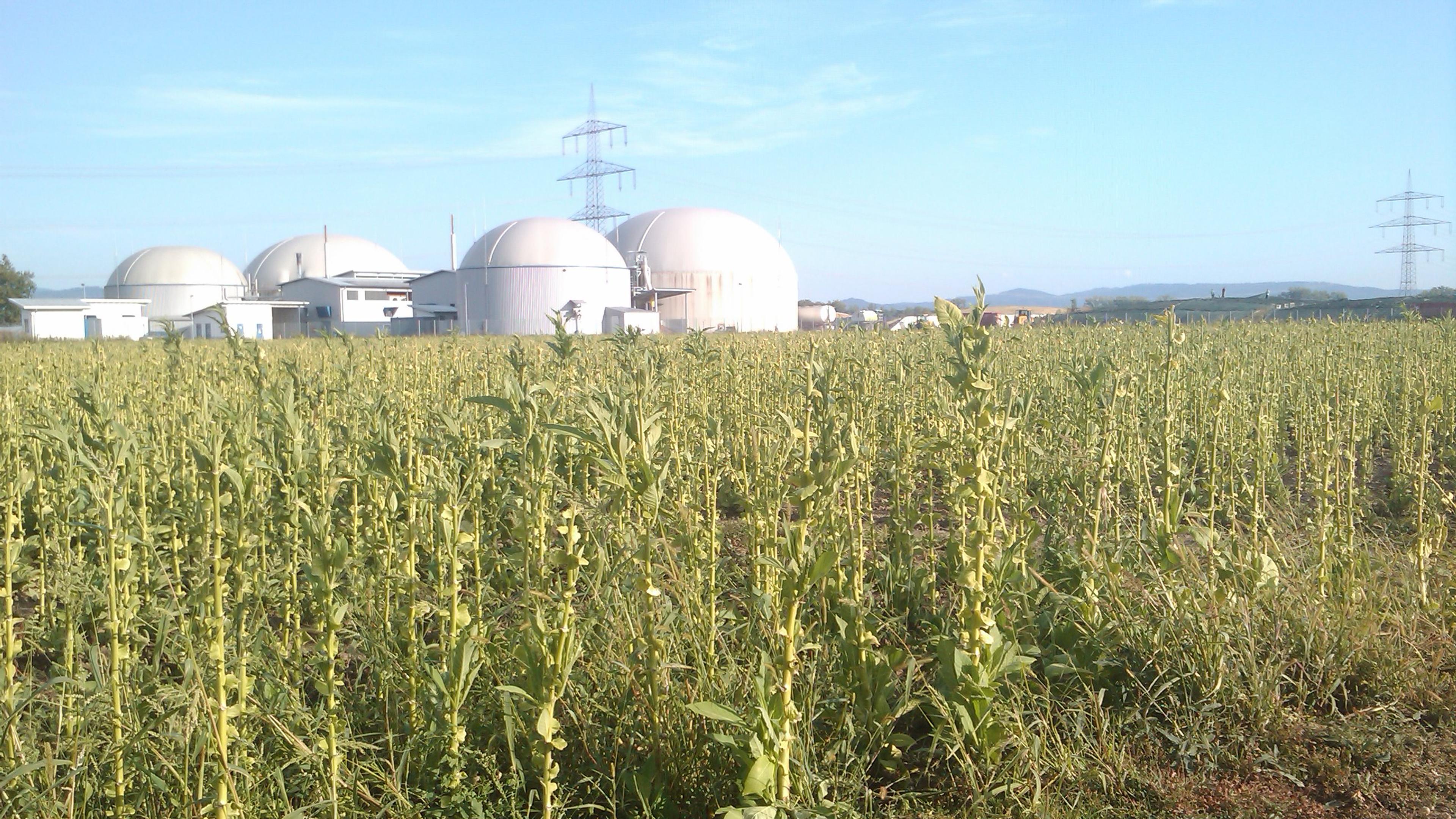 Ein Feld mit hohen gruenen Pflanzen im Vordergrund, im Hintergrund grosse kuppelfoermige Biogasanlagen und Stromleitungen unter einem klaren Himmel.