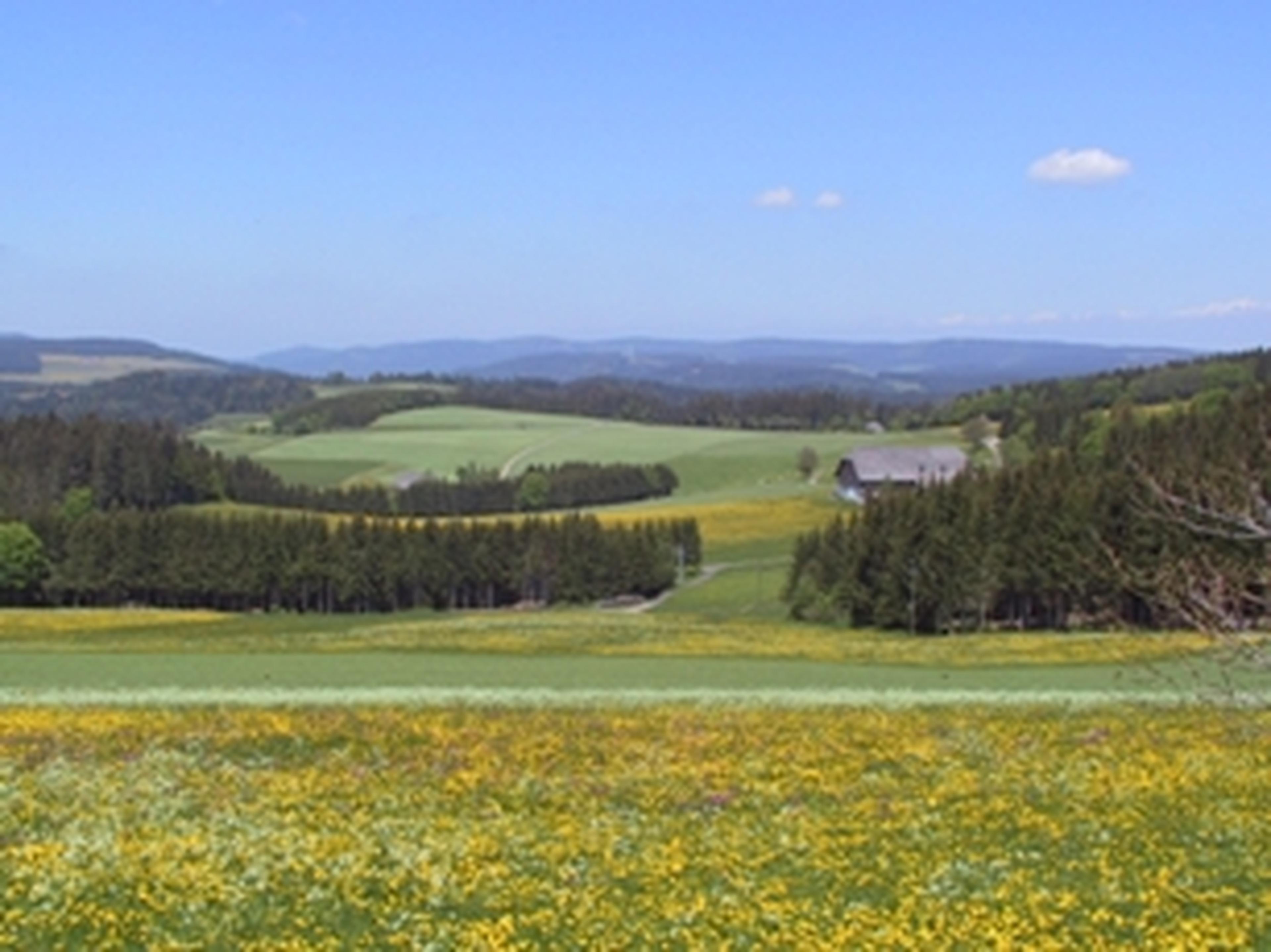 Sanft geschwungene grüne und gelbe Felder mit vereinzelten Bäumen, eine Scheune in der Ferne und Hügel unter einem strahlend blauen Himmel.