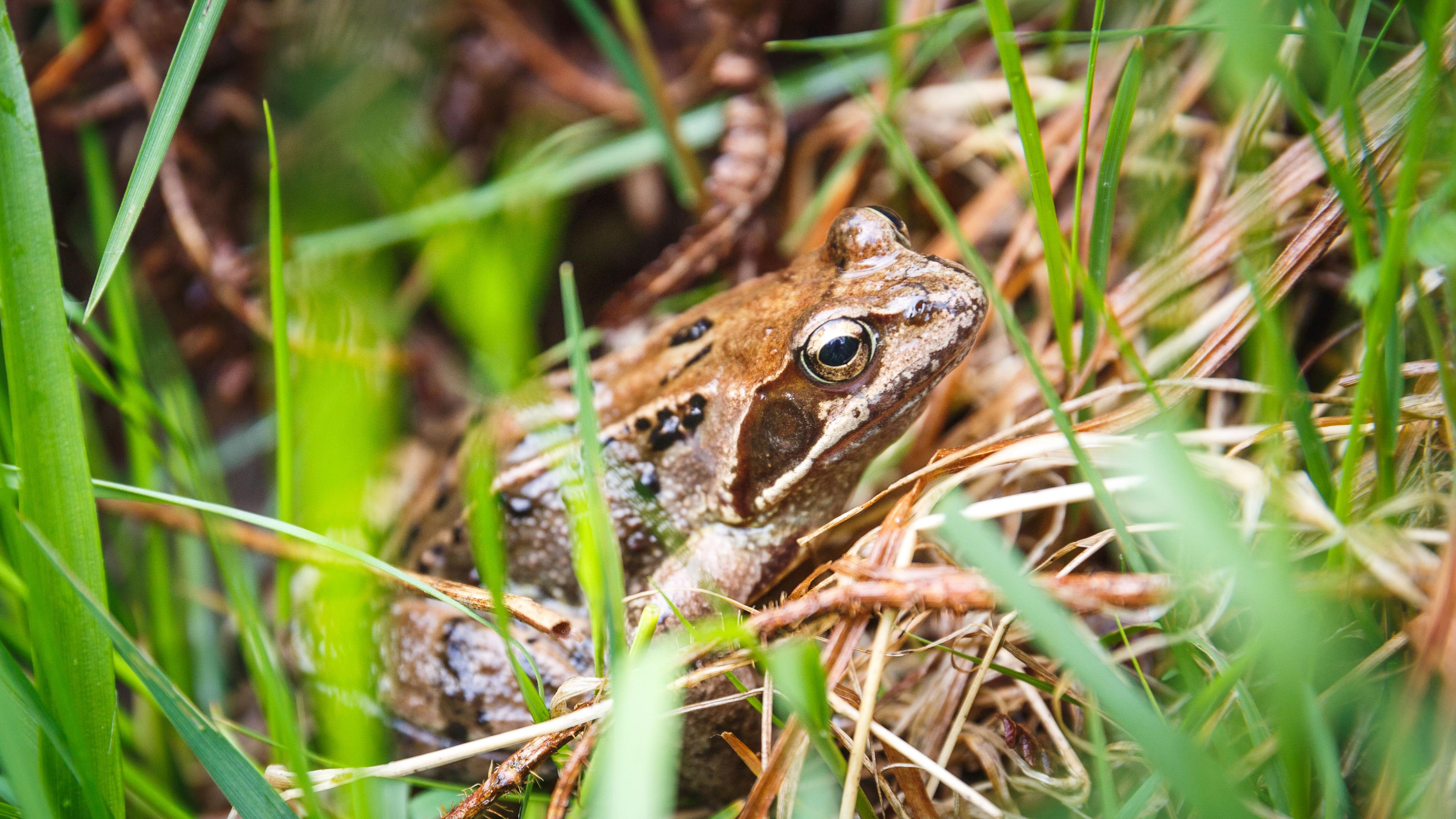 Ein brauner Frosch mit schwarzen Flecken sitzt zwischen grünem Gras und trockenen Zweigen und verschmilzt mit seiner natürlichen Umgebung.