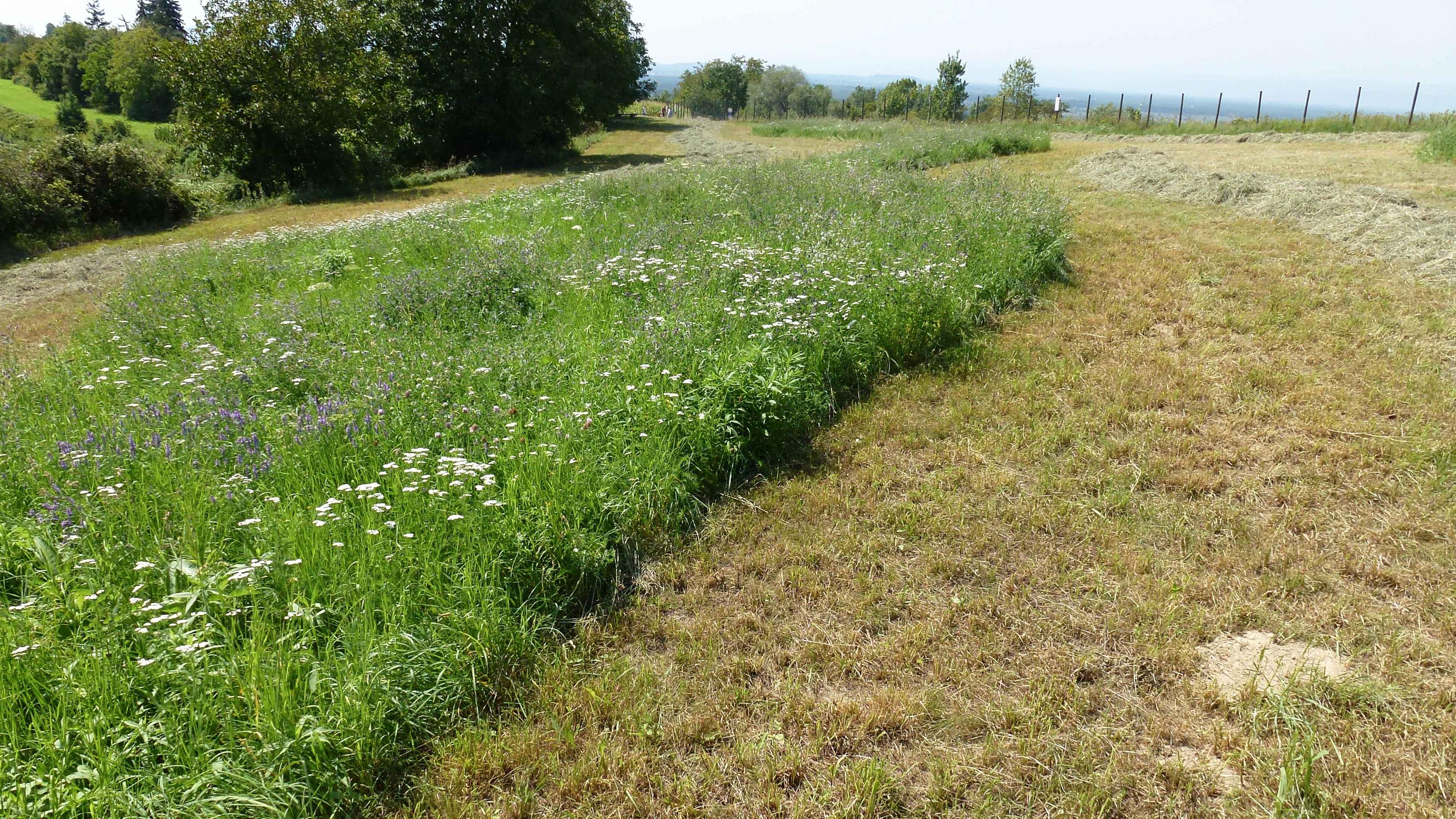 Ein malerischer Blick auf eine Wiese mit Wildblumen auf der linken Seite und einem gemähten Weg auf der rechten Seite, umgeben von Bäumen und einem Zaun in der Ferne.