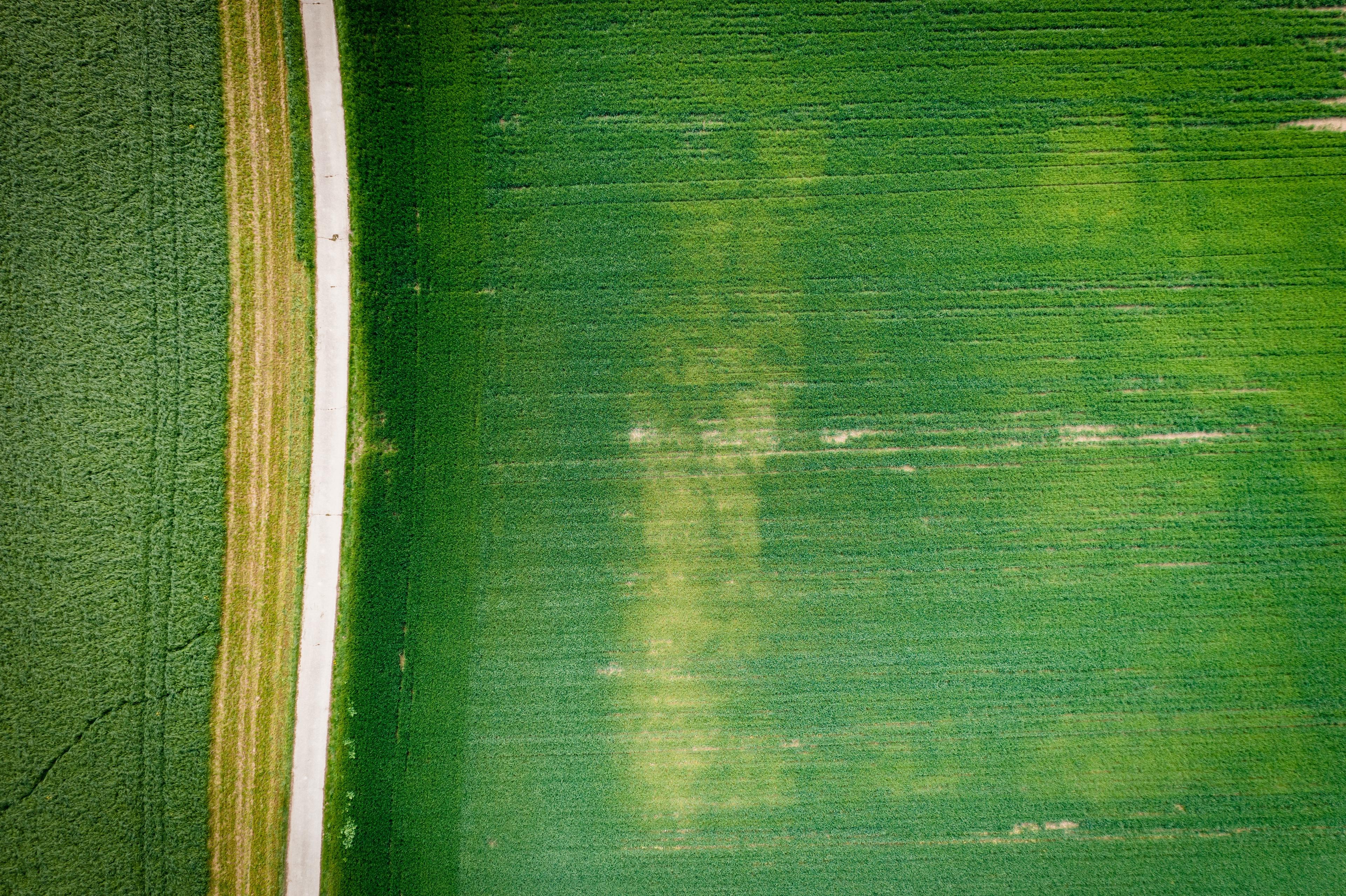 Feldweg in grüner Landschaft