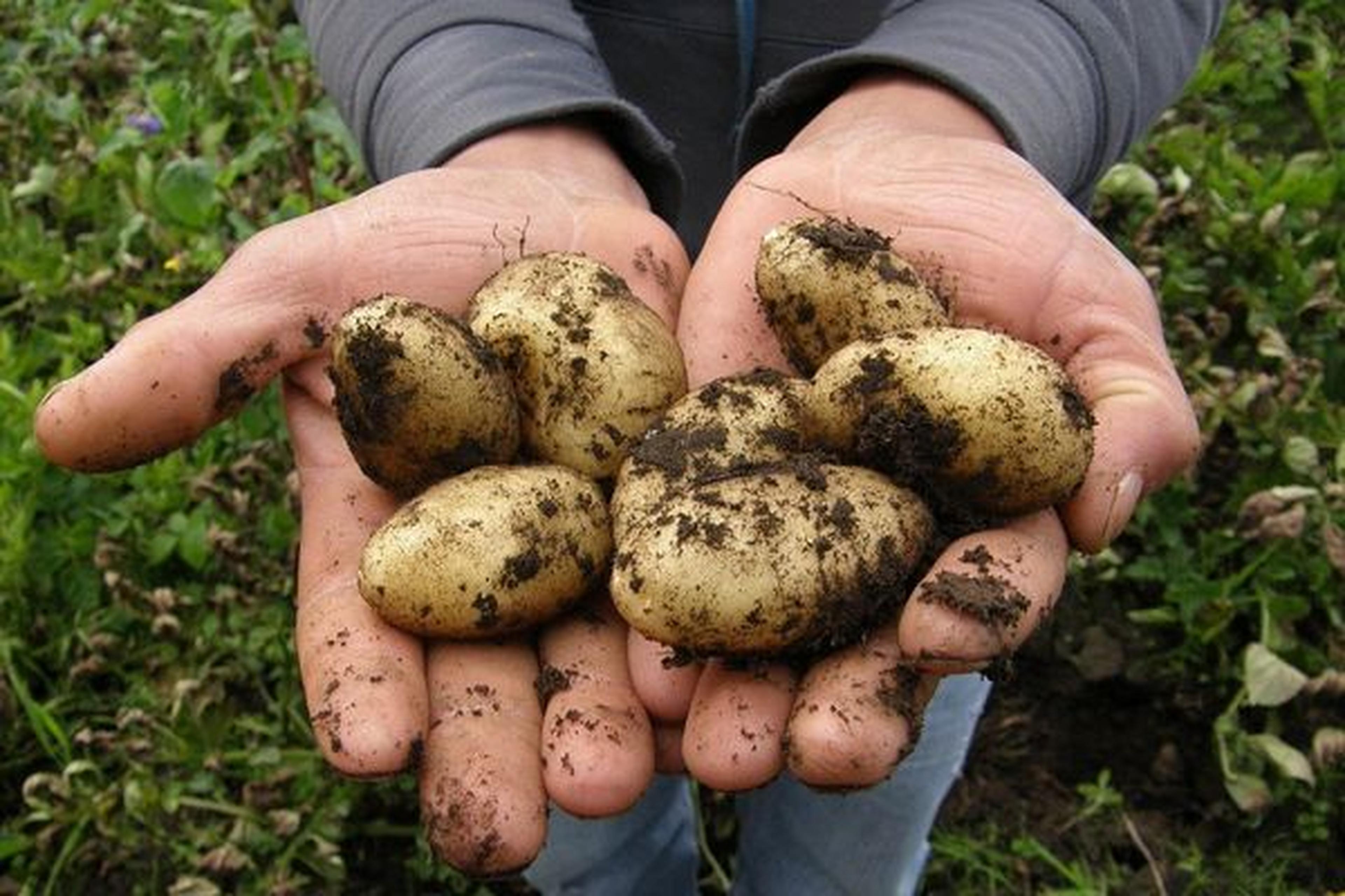 Hände, die frisch geerntete, mit Erde bedeckte Kartoffeln in einem Garten halten. Im Hintergrund sind grüne Pflanzen zu sehen.