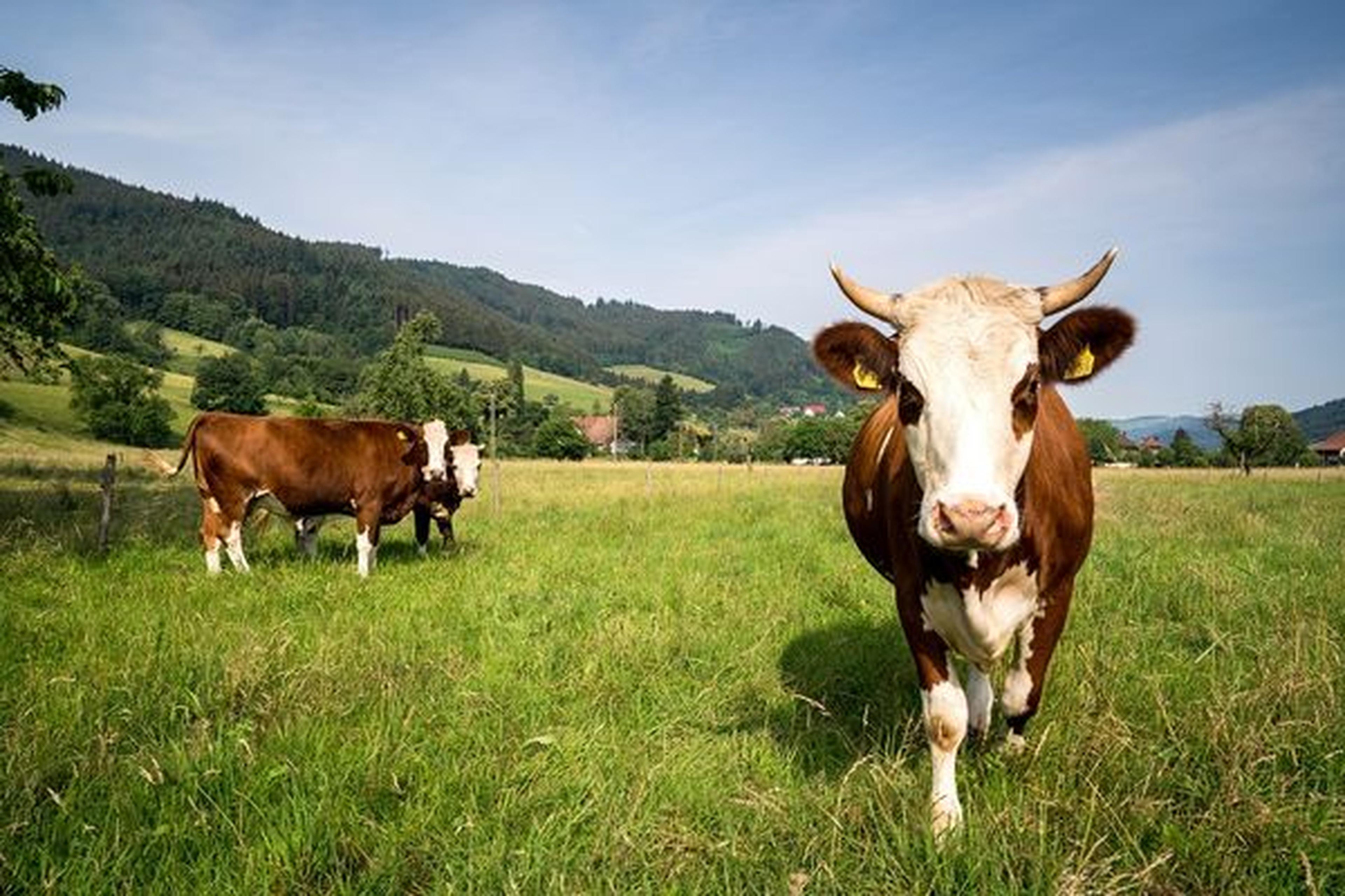Drei Kühe weiden auf einer saftig grünen Wiese mit sanften Hügeln und Bäumen im Hintergrund unter einem strahlend blauen Himmel.