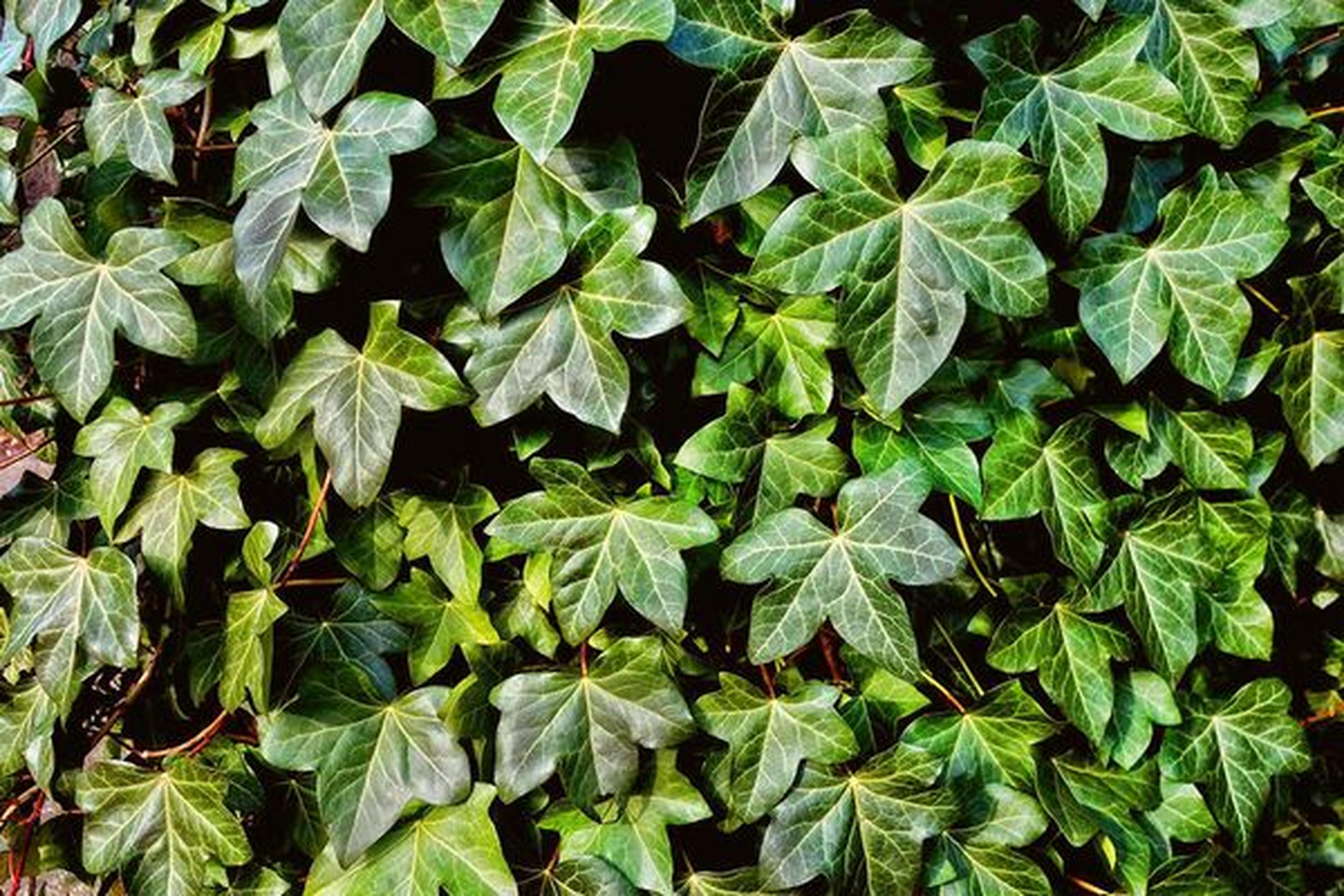Nahaufnahme von üppig grünen Efeublättern, die eine Oberfläche dicht bedecken und im natürlichen Licht verschiedene Grüntöne und markante Adern zeigen.